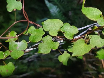 Muehlenbeckia australis, photographed by Jaco Grundling
