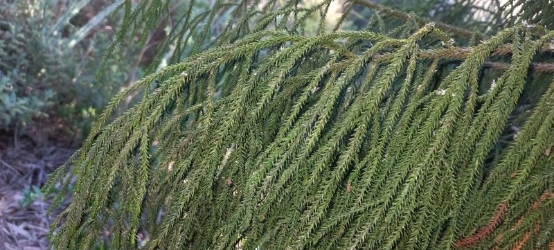 Dacrydium cupressinum, photographed by Mike Bowie