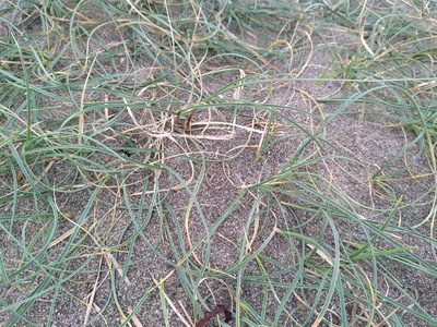 Carex pumila, photographed by Leon Perrie
