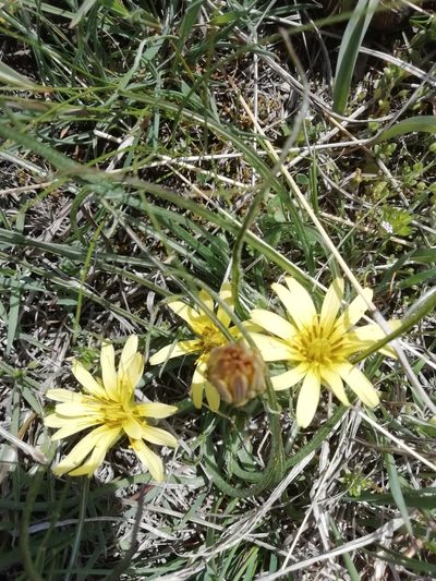 Pseudopodospermum molle, photographed by Максим Шумских