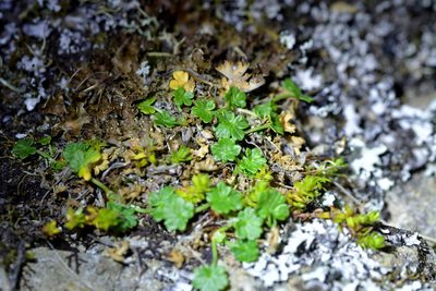 Geranium brevicaule, photographed by Christopher Stephens