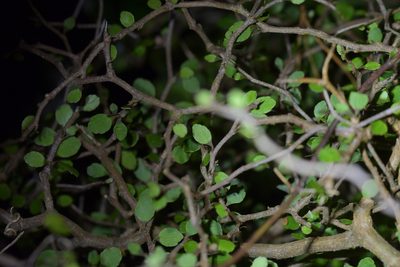 Raukaua anomalus, photographed by Christopher Stephens
