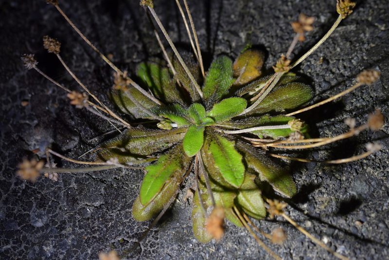 Plantago raoulii, photographed by Christopher Stephens