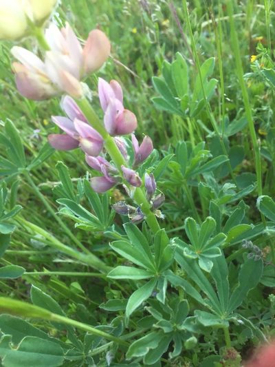 Lupinus gredensis, photographed by Andre Hosper