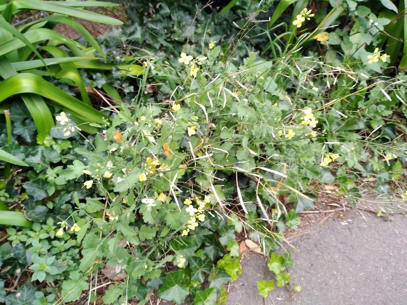 Brassica fruticulosa, photographed by Leon Perrie
