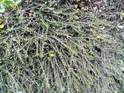 Melicytus crassifolius, photographed by Leon Perrie