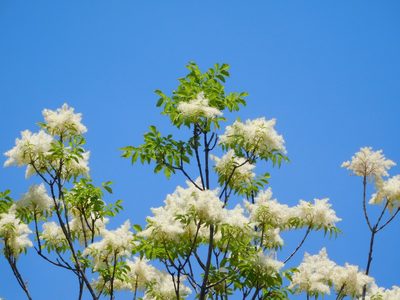 Fraxinus ornus, photographed by Andrea Adelfio