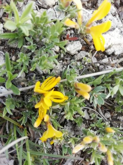 Genista albida, photographed by Максим Шумских