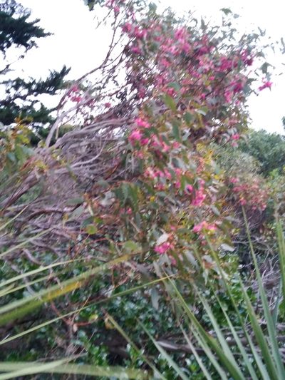 Eucalyptus leucoxylon, photographed by Leon Perrie