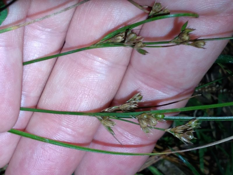 Juncus tenuis, photographed by Leon Perrie