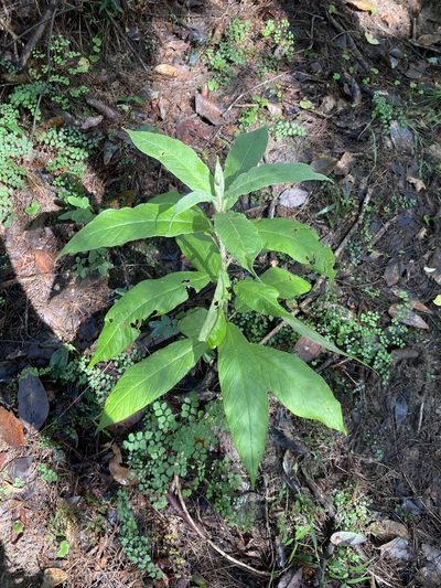 Astrotricha floccosa, photographed by Thomas Mesaglio