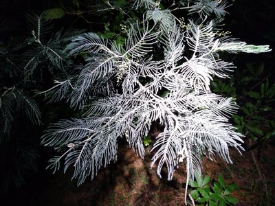 Acacia dealbata, photographed by Leon Perrie