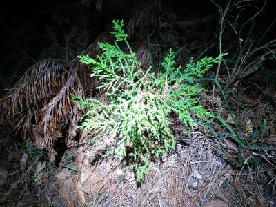 Hesperocyparis macrocarpa, photographed by Leon Perrie