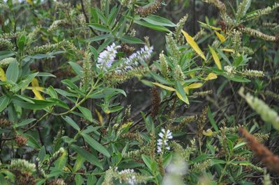 Veronica stricta, photographed by Tony Wills