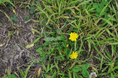 Crepis capillaris, photographed by Tony Wills