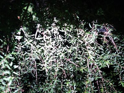 Kunzea robusta, photographed by Leon Perrie