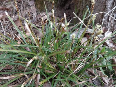 Carex digitata, photographed by Екатерина Войнова