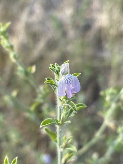 Pogonospermum divaricatum, photographed by Robert Taylor