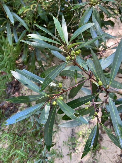 Tristaniopsis laurina, photographed by Thomas Mesaglio