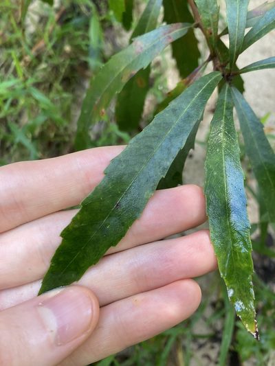 Lomatia myricoides, photographed by Thomas Mesaglio