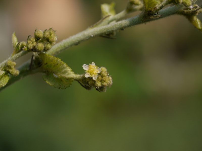 Sidastrum micranthum, photographed by Dinesh Valke