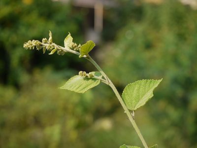 Sidastrum micranthum, photographed by Dinesh Valke
