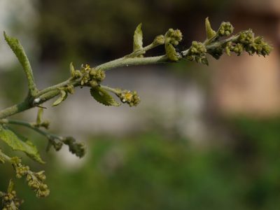 Sidastrum micranthum, photographed by Dinesh Valke