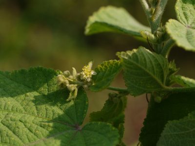 Sidastrum micranthum, photographed by Dinesh Valke