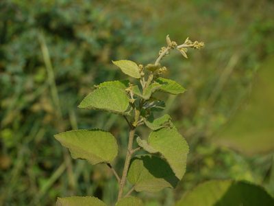 Sidastrum micranthum, photographed by Dinesh Valke