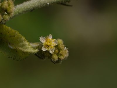 Sidastrum micranthum, photographed by Dinesh Valke