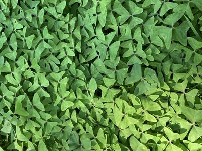 Oxalis latifolia, photographed by Thomas Mesaglio