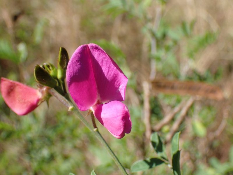 Tephrosia shiluwanensis, photographed by Mahomed Desai