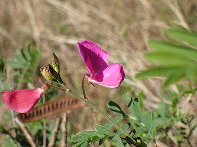 Tephrosia shiluwanensis, photographed by Mahomed Desai