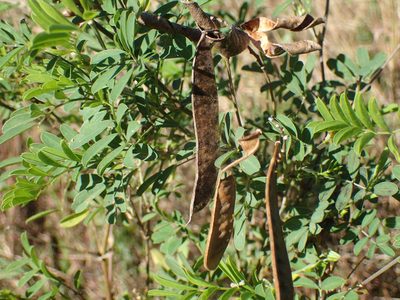 Tephrosia shiluwanensis, photographed by Mahomed Desai