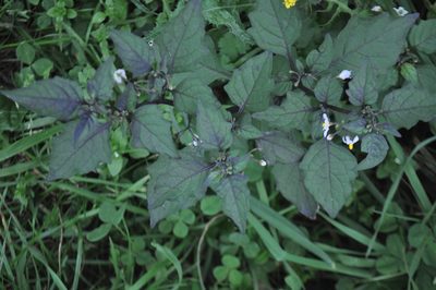 Solanum nigrum, photographed by Tony Wills