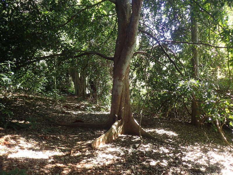 Celtis mildbraedii, photographed by Mahomed Desai