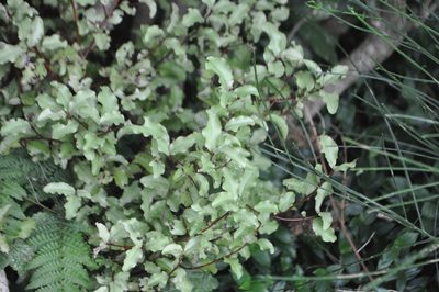 Myrsine australis, photographed by Tony Wills