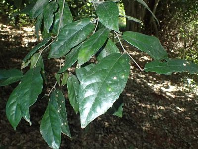 Celtis mildbraedii, photographed by Mahomed Desai