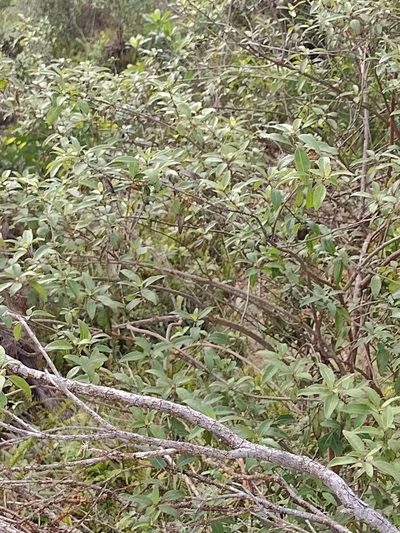 Coprosma foliosa, photographed by Kevin Faccenda