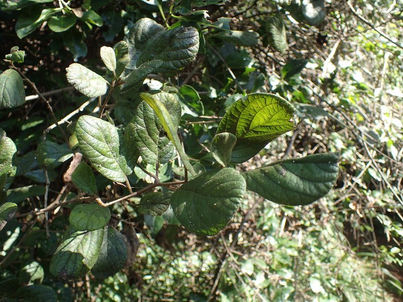 Diospyros villosa, photographed by Mahomed Desai