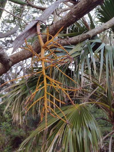 Pritchardia kaalae, photographed by Kevin Faccenda