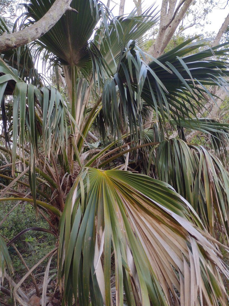Pritchardia kaalae, photographed by Kevin Faccenda
