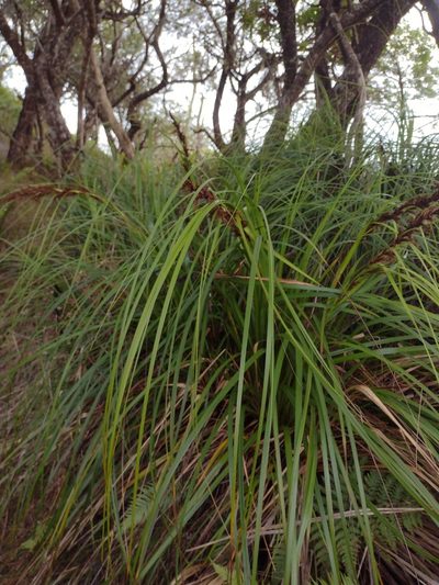 Gahnia beecheyi, photographed by Kevin Faccenda