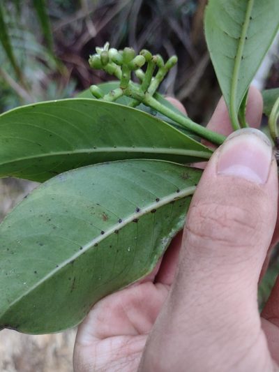 Psychotria mariniana, photographed by Kevin Faccenda