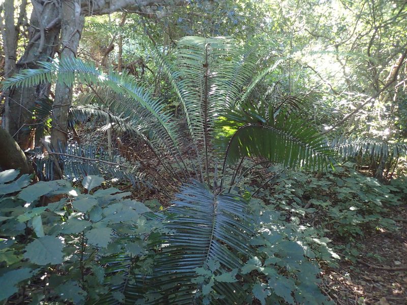 Encephalartos villosus, photographed by Mahomed Desai