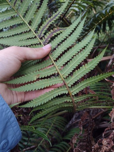 Cibotium chamissoi, photographed by Kevin Faccenda