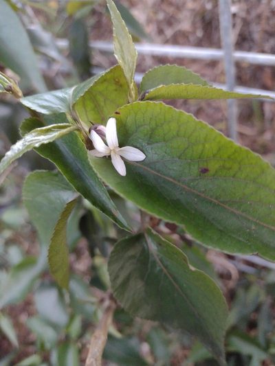 Viola chamissoniana, photographed by Kevin Faccenda