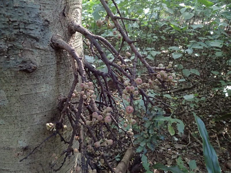 Ficus sur, photographed by Mahomed Desai