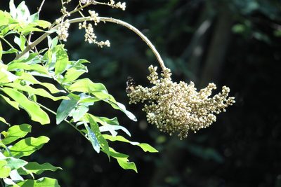 Deinbollia oblongifolia, photographed by Mahomed Desai
