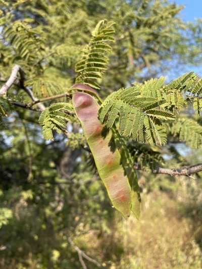 Albizia harveyi, photographed by Robert Taylor